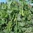 Mullumbimby Community Garden Pea Crop 2014 Wordpressit Web Development