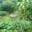 Mullumbimby Community Garden Private Plot