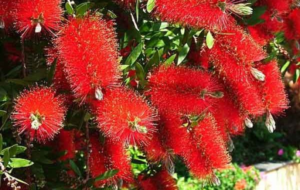 Callistemon in the Bush Tucker Garden at the Mullumbimby District Neighbourhood Center. Wordpress website maintemance and updates by Wordpressit Loretta Faulkner