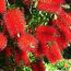 Callistemon in the Bush Tucker Garden at the Mullumbimby District Neighbourhood Center. Wordpress website maintemance and updates by Wordpressit Loretta Faulkner